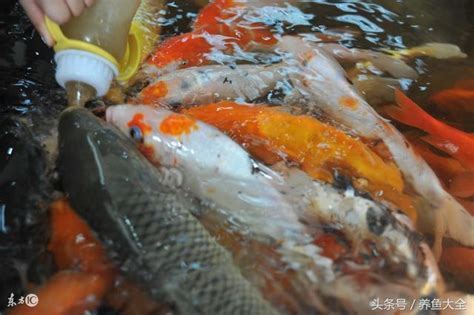 養魚是什麼意思